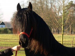 Obrazek